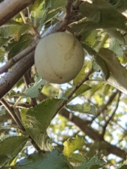 Prunus ursina