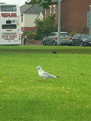 Chroicocephalus ridibundus