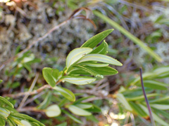 Kalmia microphylla