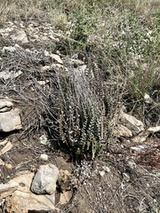 Astrolepis integerrima