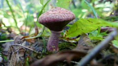 Suillus spectabilis