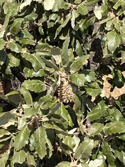 Quercus ithaburensis