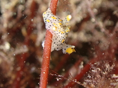 Thecacera pennigera