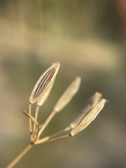 Lomatium