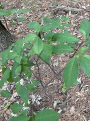 Frangula alnus