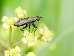 Coremacera marginata