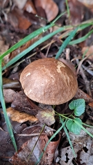 Leccinum scabrum