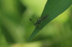 Diasemopsis aethiopica