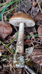 Leccinum scabrum
