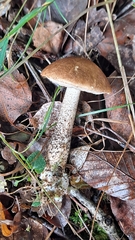 Leccinum scabrum