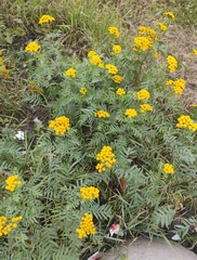 Tanacetum vulgare