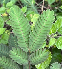 Mimoseae