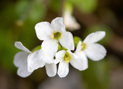 Brassicaceae