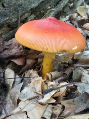 Amanita