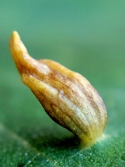 Eriophyes tiliae