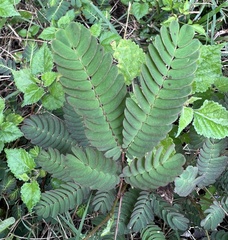 Mimoseae
