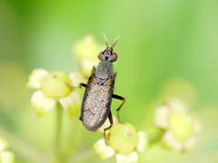 Coremacera marginata