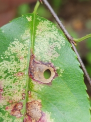 Coptodisca splendoriferella