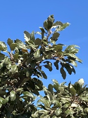 Quercus ithaburensis