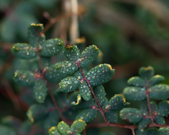 Pellaea myrtillifolia