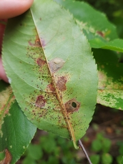 Coptodisca splendoriferella