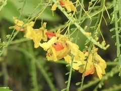 Parkinsonia