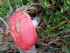 Russula sanguinea