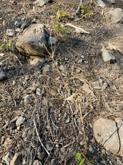 Lomatium nudicaule