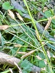 Eragrostis