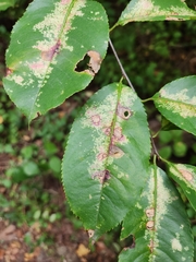 Coptodisca splendoriferella