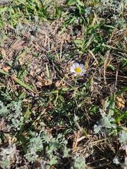 Erigeron modestus