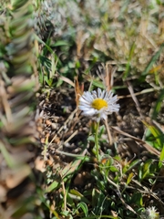 Erigeron modestus