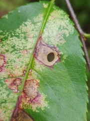 Coptodisca splendoriferella