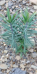 Euphorbia lathyris