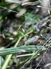 Eragrostis