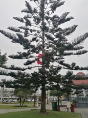 Araucaria heterophylla