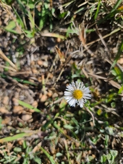 Erigeron modestus