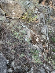 Eriogonum heracleoides