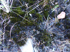 Campylopus atrovirens