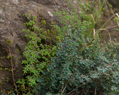 Pellaea myrtillifolia