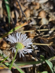 Erigeron modestus