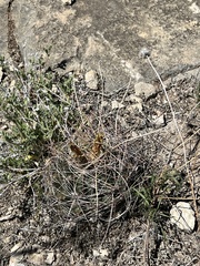 Hamatocactus hamatacanthus hamatacanthus