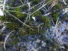 Campylopus atrovirens