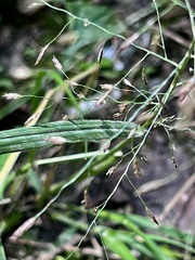 Eragrostis