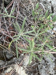 Eriogonum heracleoides