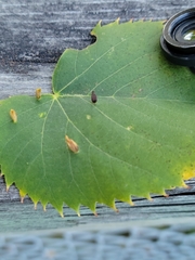 Eriophyes tiliae