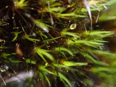 Campylopus atrovirens