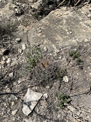 Hamatocactus hamatacanthus hamatacanthus