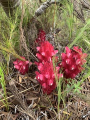 Hyobanche