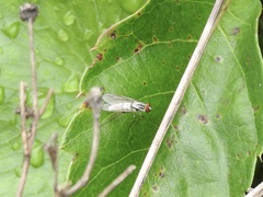 Therevidae